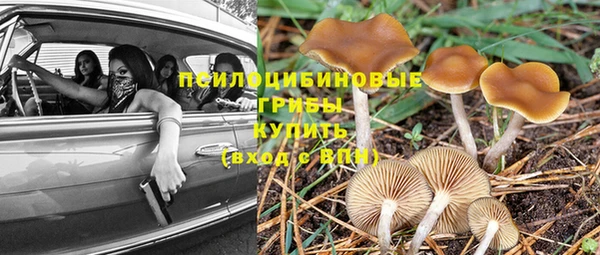 прущие грибы Абдулино